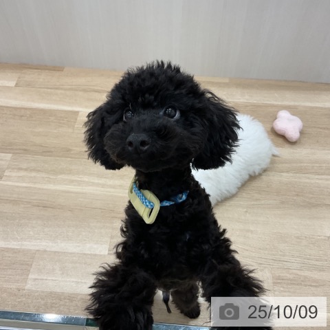 トイ・プードルの写真