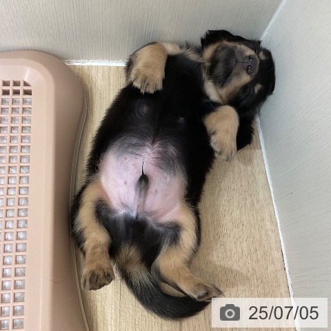 ミニチュア・ダックスフンドの写真
