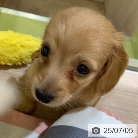 ミニチュア・ダックスフンドの写真