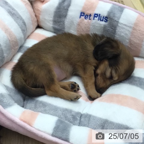 ミニチュア・ダックスフンドの写真