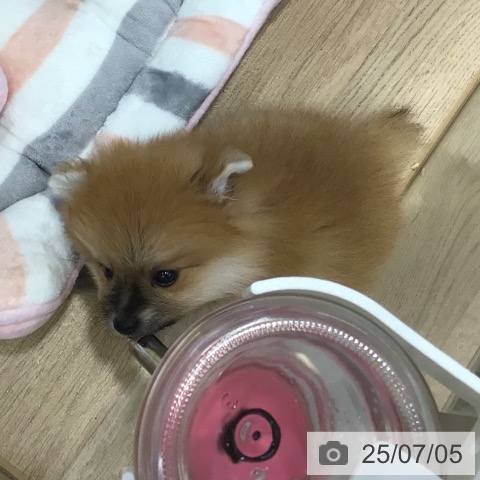 ポメラニアンの写真