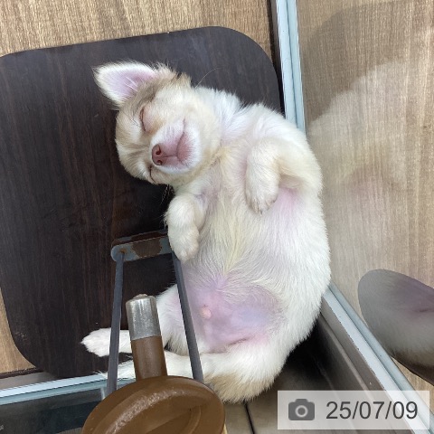 チワワの写真