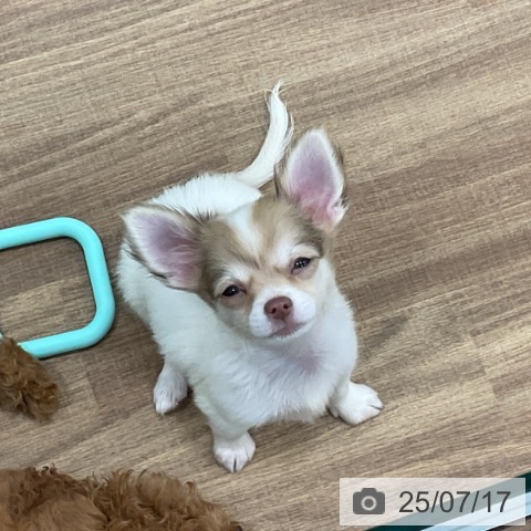 チワワの写真