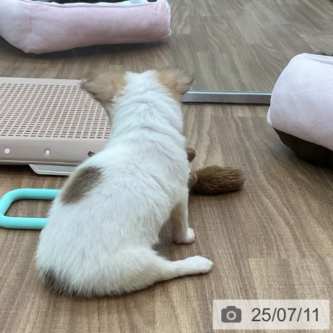 チワワの写真