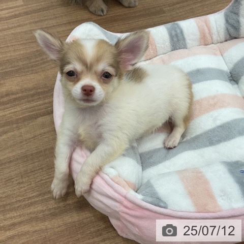 チワワの写真