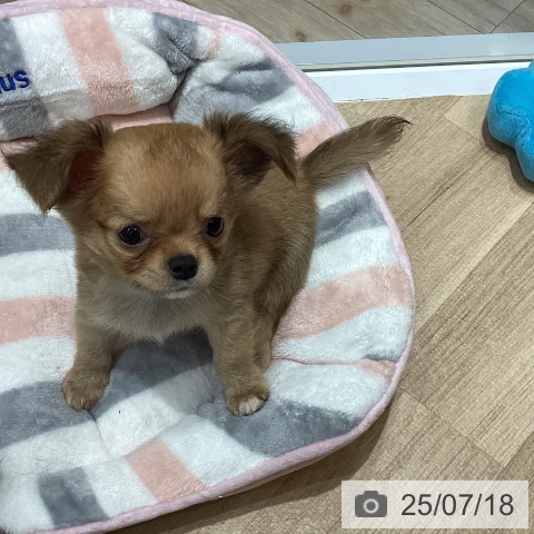 チワワの写真