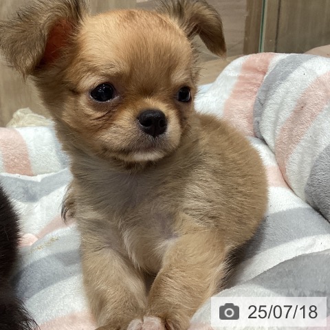 チワワの写真