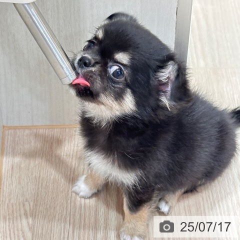 チワワの写真