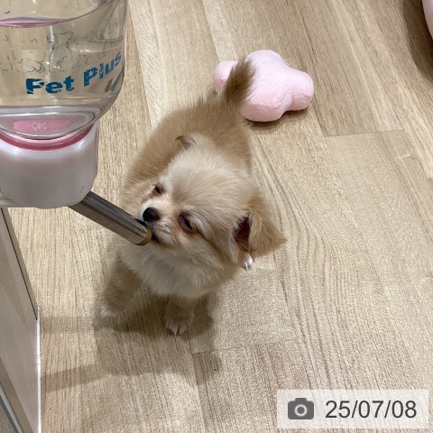 チワワの写真