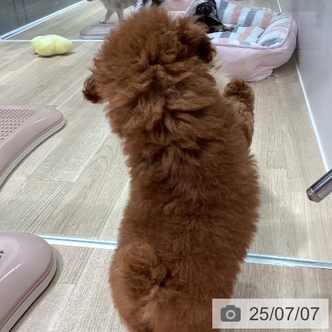 トイ・プードルの写真
