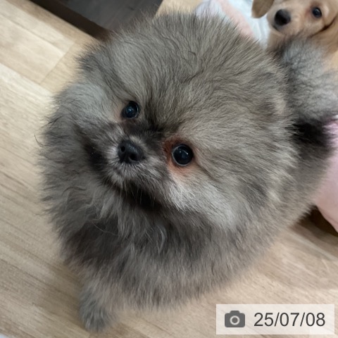 ポメラニアンの写真