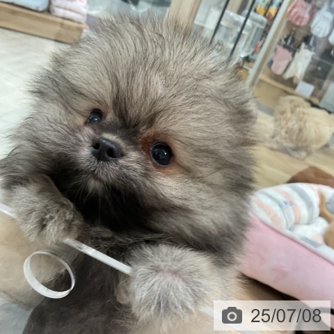 ポメラニアンの写真