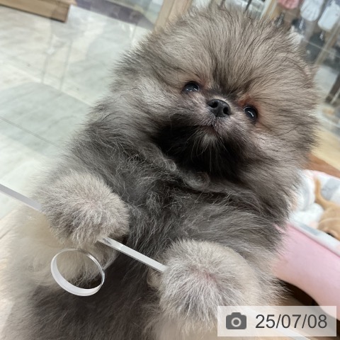 ポメラニアンの写真