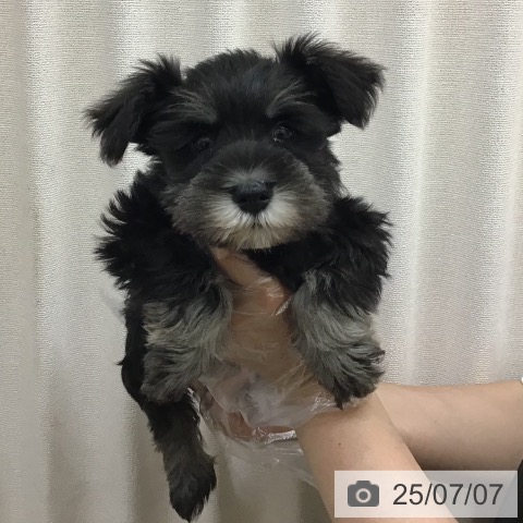 ミニチュア・シュナウザーの写真