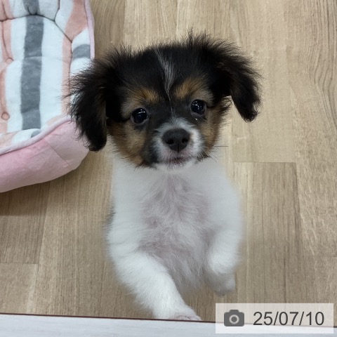 パピヨンの写真