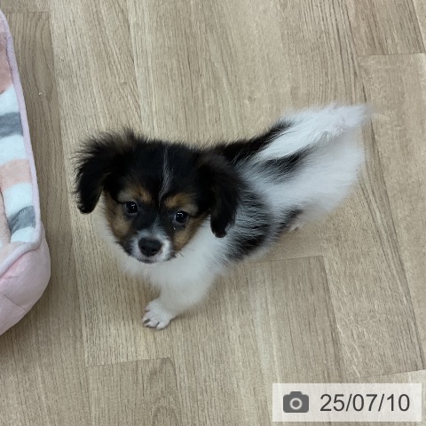 パピヨンの写真
