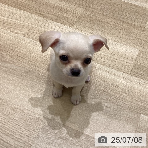 チワワの写真