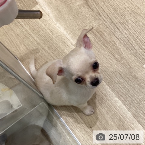 チワワの写真