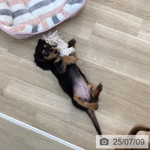 カニーンヘン・ダックスフンドの写真