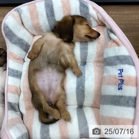 カニーンヘン・ダックスフンドの写真