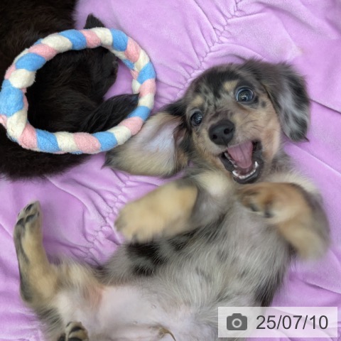 カニーンヘン・ダックスフンドの写真