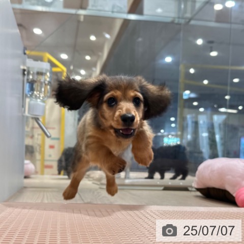 カニーンヘン・ダックスフンドの写真