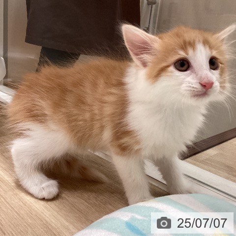 ノルウェージャンフォレストキャットの写真