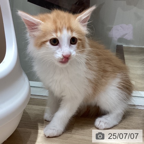 ノルウェージャンフォレストキャットの写真
