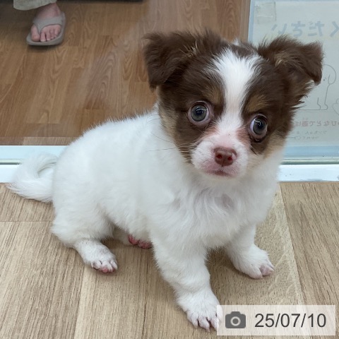 チワワの写真