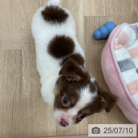 チワワの写真