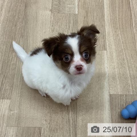 チワワの写真