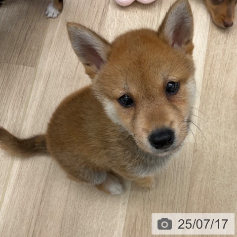 柴の写真