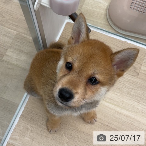 柴の写真