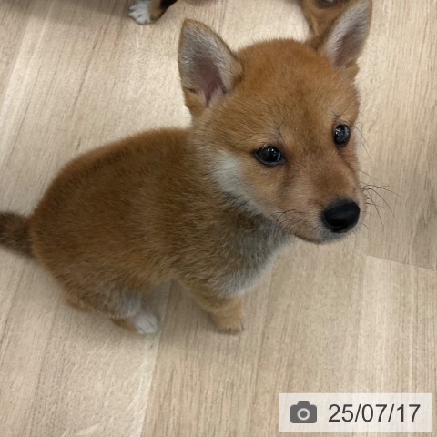 柴の写真