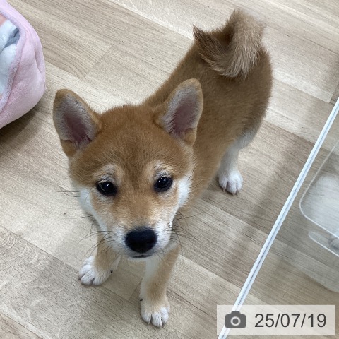柴の写真