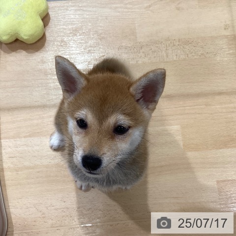 柴の写真