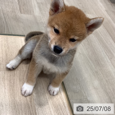 柴の写真