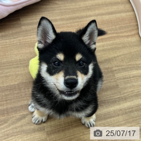 柴の写真