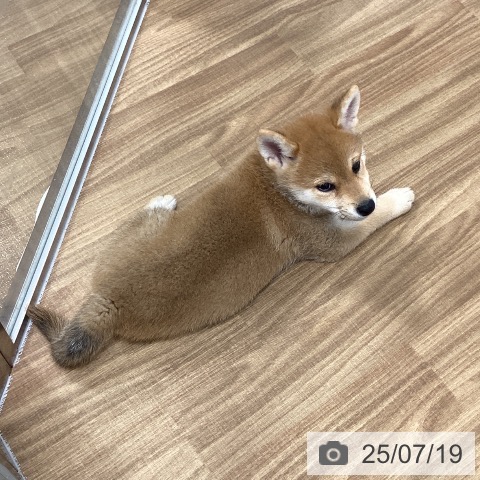 柴の写真