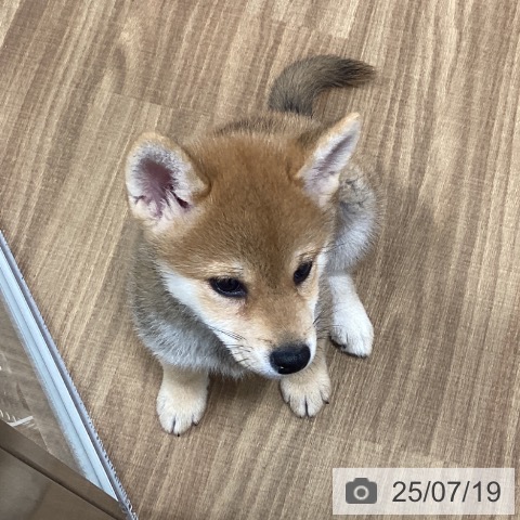 柴の写真