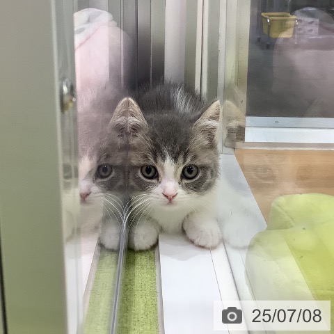マンチカンの写真