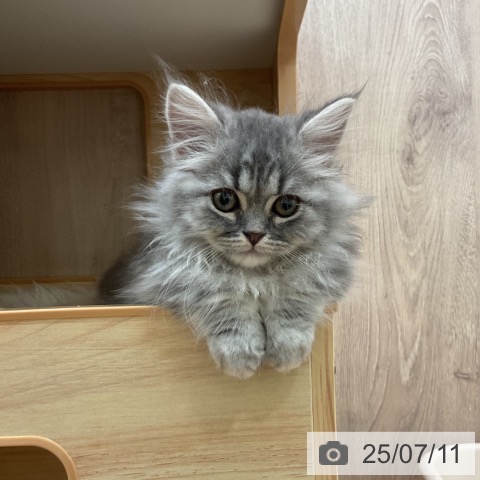 マンチカンの写真