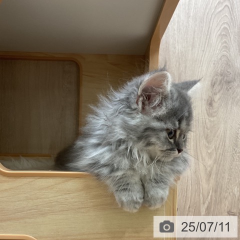 マンチカンの写真