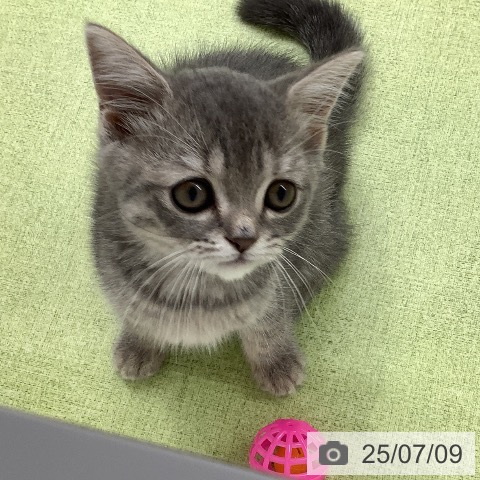 スコティッシュフォールドの写真