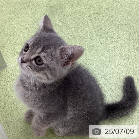 スコティッシュフォールドの写真