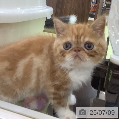 エキゾチックの写真