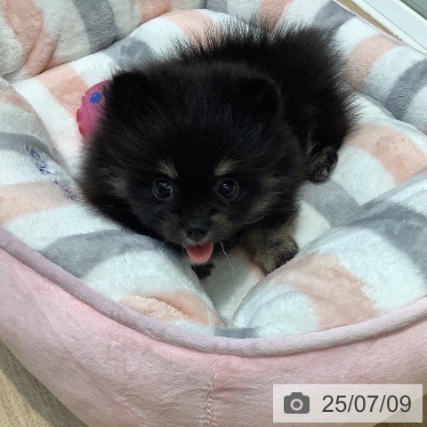 ポメラニアンの写真