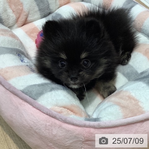 ポメラニアンの写真