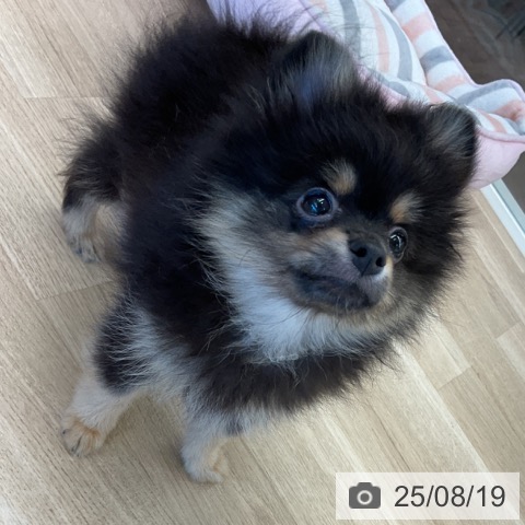 ポメラニアンの写真