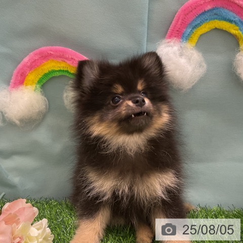 ポメラニアンの写真
